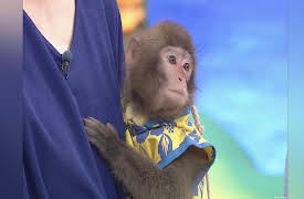 Shimura Zoo: Episode 438