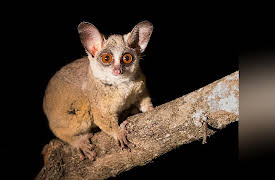 The Great Tours: African Safari: Africa's Great Apes and Other Primates