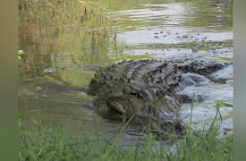 Chasing Monsters: Alligator Vs. Prehistoric Fish