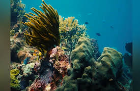 Journey with Dylan Dreyer S1: The Last Reef