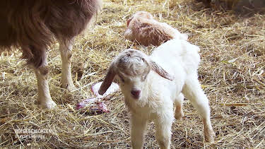 16:00: Hofgeschichten: Leben auf dem Land | Radio Bremen | 4/4 2026