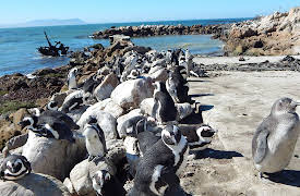 Meet The Penguins: Episode 6