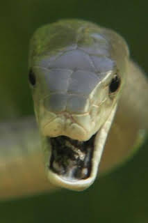 15:20: Los depredadores más letales del mundo: Asesinos diminutos | Nat Geo Wild | 4/1 2026