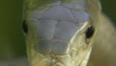 Los depredadores más letales del mundo: Asesinos diminutos