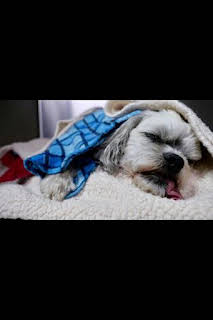 13:40: Veterinarios de Nebraska: Aves de corral en movimiento | Nat Geo Wild | 3/30 2026