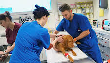 Tierärztin 24/7: Leo in großer Gefahr