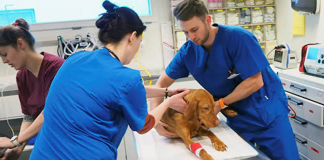 10:25: Tierärztin 24/7: Leo in großer Gefahr | 3SAT | 1/2 2026