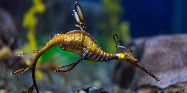 07:40: The Aquarium (S1 E2) (S1) | Animal Planet | 2/5 2026