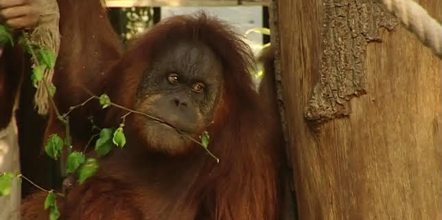 11:40: Leopard, Seebär & Co. (48/120) | NDR Fernsehen | 1/7 2026