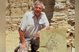 Life of Birds: To Fly or Not to Fly