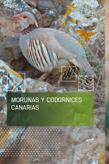 15:45: Morunas y codornices canarias | Caza y Pesca | 8/27 2026