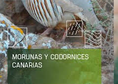 Morunas y codornices canarias
