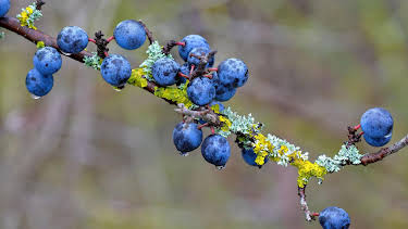 11:00: Schnittgut. Alles aus dem Garten | ARD Alpha | 2/18 2026