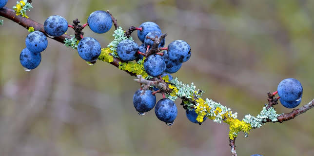 10:00: Schnittgut. Alles aus dem Garten | ARD Alpha | 2/18 2026