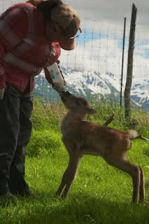 17:10: Héroes de Alaska: pequeños supervivientes. Crecer duele | Nat Geo Wild | 7/14 2026