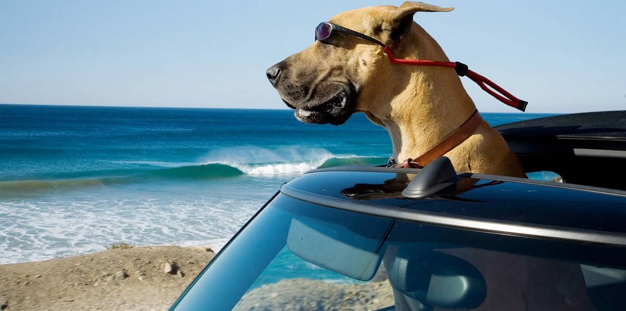 Marmaduke (2010)
