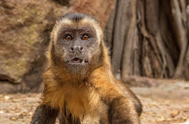 Nature's Greatest Talents, Season 1: Smart & Smarter