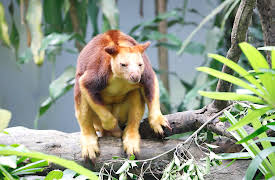 The Zoo: San Diego: Episode 6