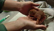 Giraffe, Erdmännchen & Co. (112)