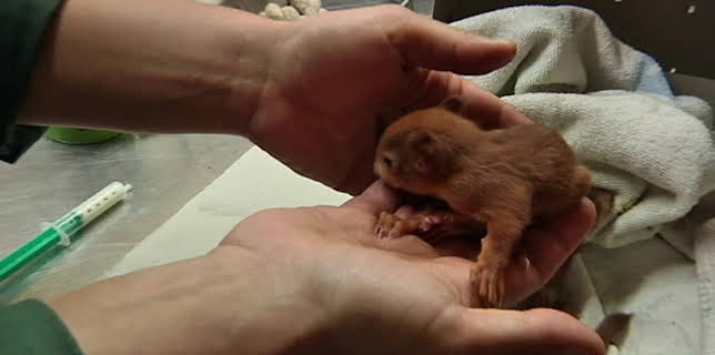 05:55: Giraffe, Erdmännchen & Co. (112) | HR Fernsehen | 11/13 2025