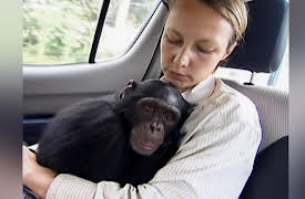 Going Ape: Fighting to Save a Life