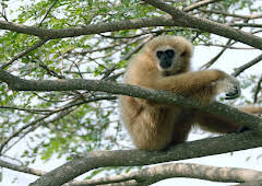 Documental  El Gibon El Simio Cantarin