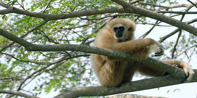 07:35: Documental  El Gibon El Simio Cantarin | LA 2 | 10/31 2025