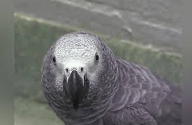 Animal Airport: Episode 9