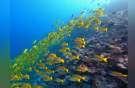 Great Blue Wild: Maldives