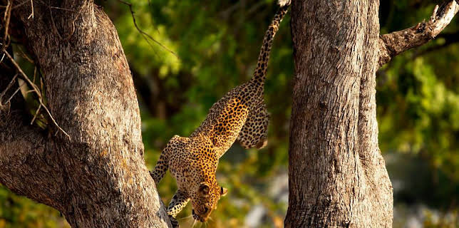 8:00 PM: Planet Earth III (S1) | BBC Two | 1/3 2026