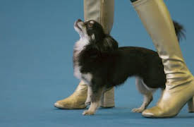 We Are the Champions: Dog Dancing