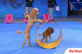 The One Thing: Veranica Tchalabaeva: Winning Poodle Squad