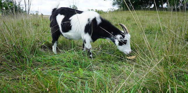 00:45: Saved By The Barn (S1 E6) (S1) | Animal Planet | 11/17 2025