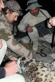 13:15: El leopardo de las nieves de Afganistán | Nat Geo Wild | 2/25 2026