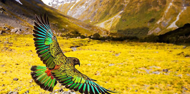 3:30 PM: New Zealand: Earth's Mythical Islands | BBC Two | 3/10 2026