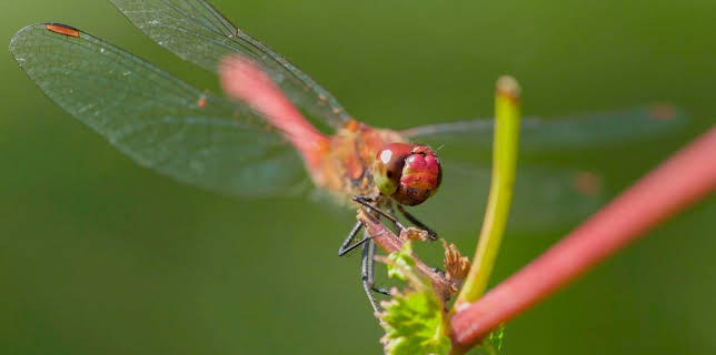 05:05: Die zwei Leben der Libelle | Arte | 11/10 2025