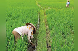 Understanding Imperial China: Dynasties, Life, and Culture: Rice, Silk, and Tea: South China's Peasants