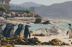 Penguin Town: Flyglektioner