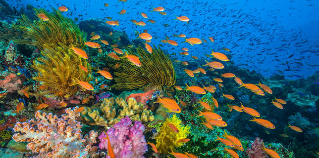 02:55: Der Blaue Planet: Faszination Korallenriff | 3SAT | 2/2 2026