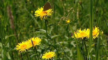 08:00: Lebensgemeinschaft in der Wiese | ARD Alpha | 4/13 2026