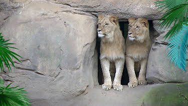 12:00: Elefant, Tiger & Co. | Radio Bremen | 4/7 2026