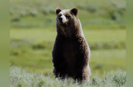 Yellowstone Journals: Epilogue