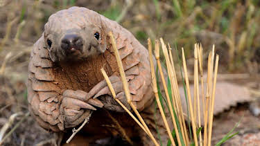 8:00 PM: Natural World | BBC Four | 10/10 2026