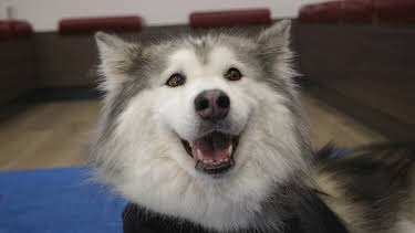 11:00 PM: The Supervet: Noel Fitzpatrick (S8 E1) (S8) | W | 1/5 2026