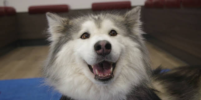 10:00 PM: The Supervet: Noel Fitzpatrick (S8 E1) (S8) | W | 1/10 2026