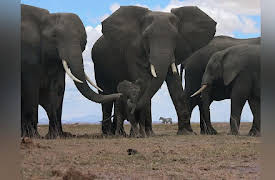 Spy in the Wild: Spy in the Wild, Love