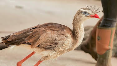 12:40 PM: Go Wild (S1) | Cbeebies | 4/3 2026