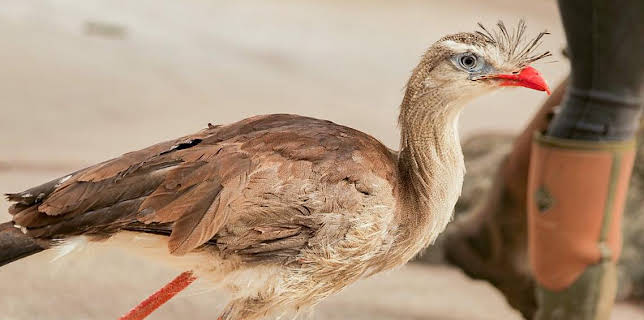 1:00 PM: Go Wild (S1) | Cbeebies | 12/21 2025