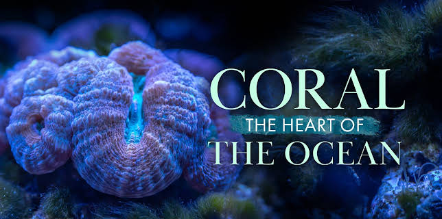Coral Heart of the Ocean (2026)