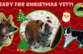 Animals Doing Things: Animals Doing Things | Ready For Christmas Yet?